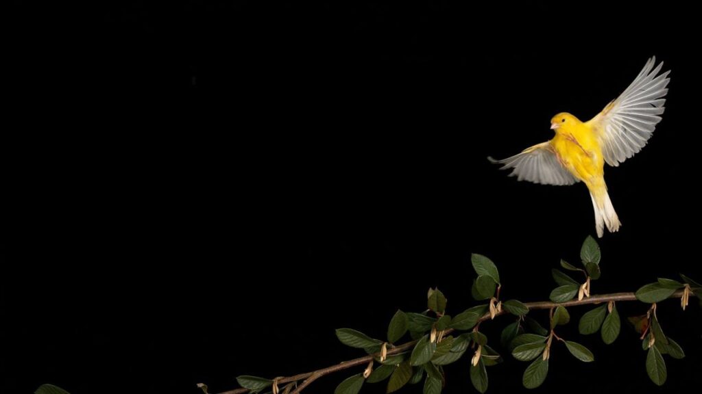 Canary Capital’s McClurg Sees Bitcoin Soaring to $150K Before Inevitable Downturn