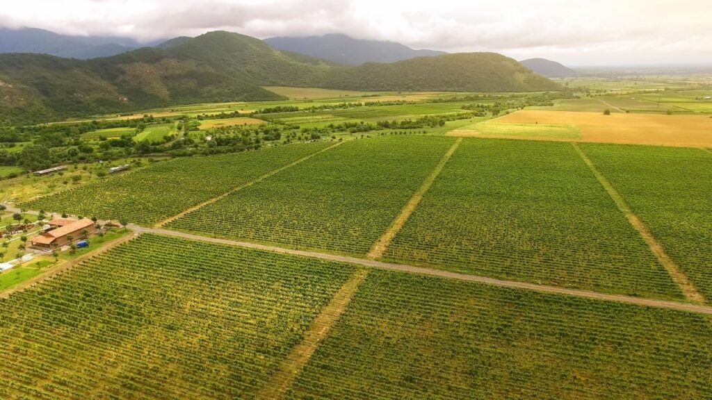 Georgia Secures $100M Partnership to Advance Tokenized Real‑World Asset (RWA) Agriculture