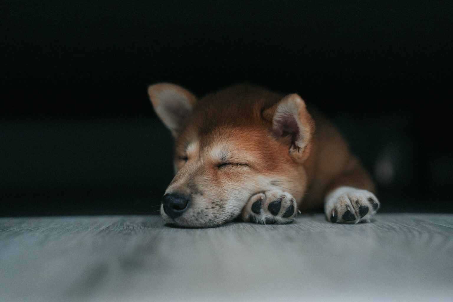 Dogecoin May Pause Above $0.27 Before Charging Toward $0.45
