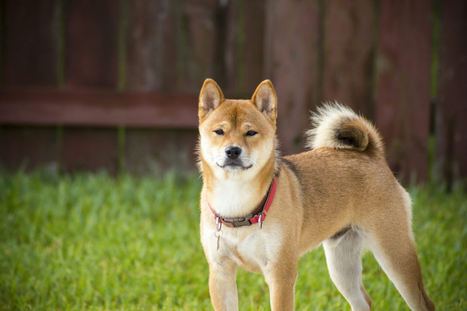 Shiba Inu Joins The Ranks Of Dogecoin, XRP On Coinbase ETF Watchlist, The Next Big Thing? Shiba Inu Joins The Ranks Of Dogecoin, XRP On Coinbase ETF Watchlist, The Next Big Thing?